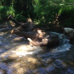 Limba bathing at the Bowmanville Zoo