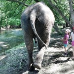 Limba walking away at the Bowmanville Zoo