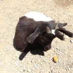 Sleeping Goat