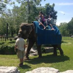 Elephant Rides With Limba ($6 extra)