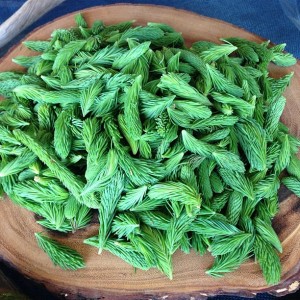foraged PEI spruce tips